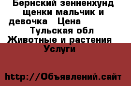 Бернский зенненхунд щенки мальчик и девочка › Цена ­ 25 000 - Тульская обл. Животные и растения » Услуги   